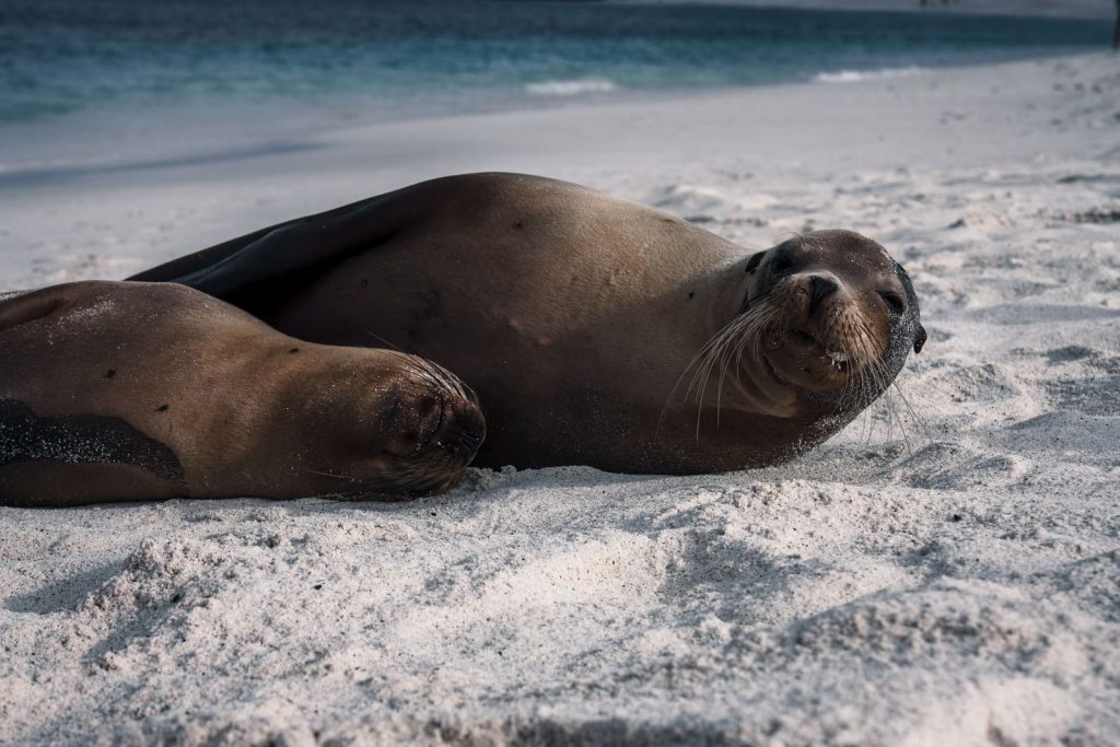 A serene scene of Galapagos sea lions resting on a sandy beach, showcasing nature's tranquility.