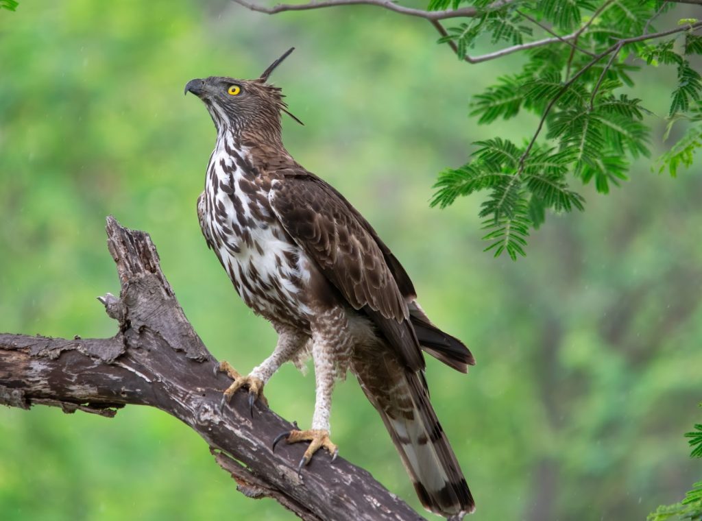 Stunning Crested Hawk-Eagle perched on a tree branch in vibrant green forest.