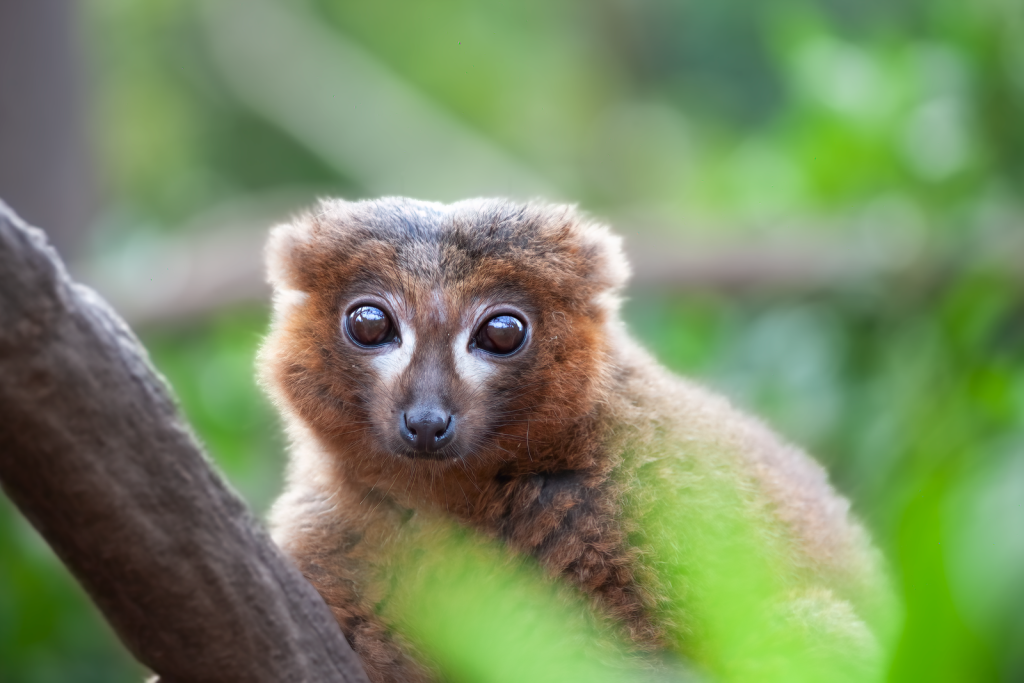 Endearing lemur with large eyes gazing from a vibrant green backdrop.