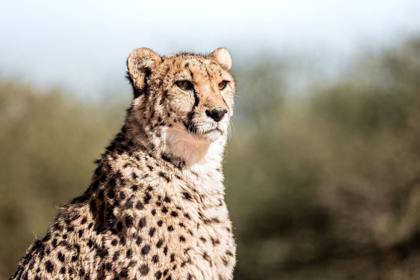 Elegant portrait of a cheetah in the wild, embodying grace and speed.