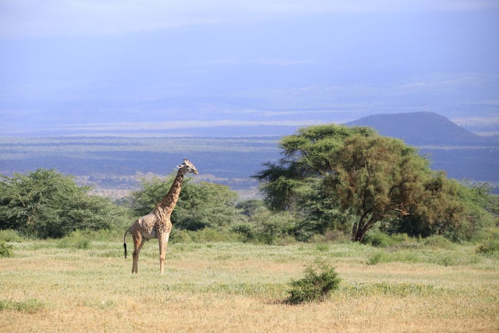 A giraffe stands in the vast savannah of Ol Tukai, Kenya, amid lush greenery.