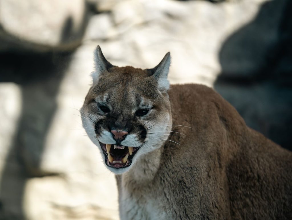 Intense close-up of a snarling cougar showcasing its powerful teeth and fierce expression in a natural setting.