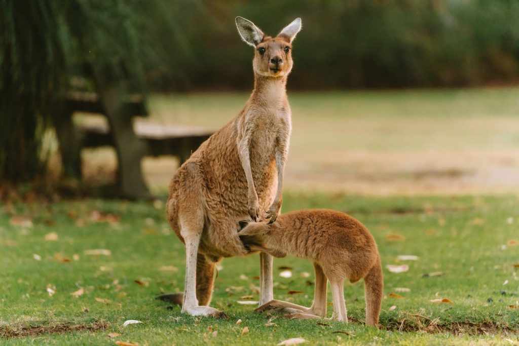 A mother kangaroo with her joey in a tranquil park setting, Perth, Australia.