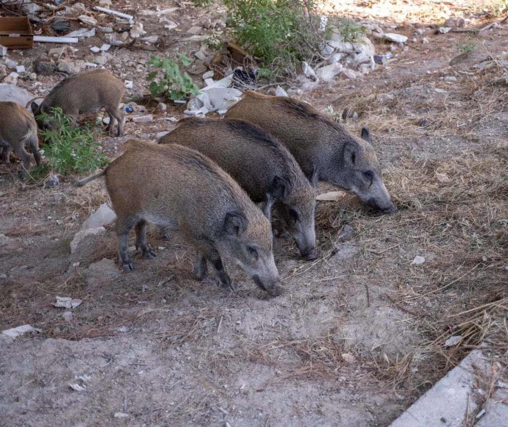 Family of wild boars foraging in Bornova, İzmir, Türkiye.