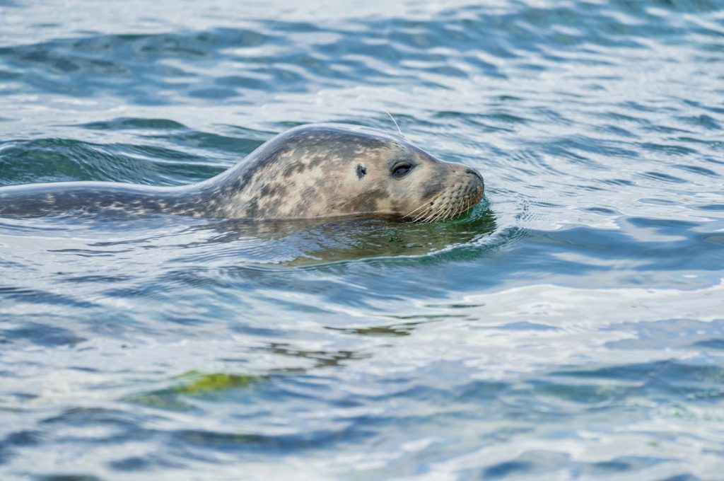 Close-up of a seal swimming peacefully in the ocean, showcasing its natural habitat.