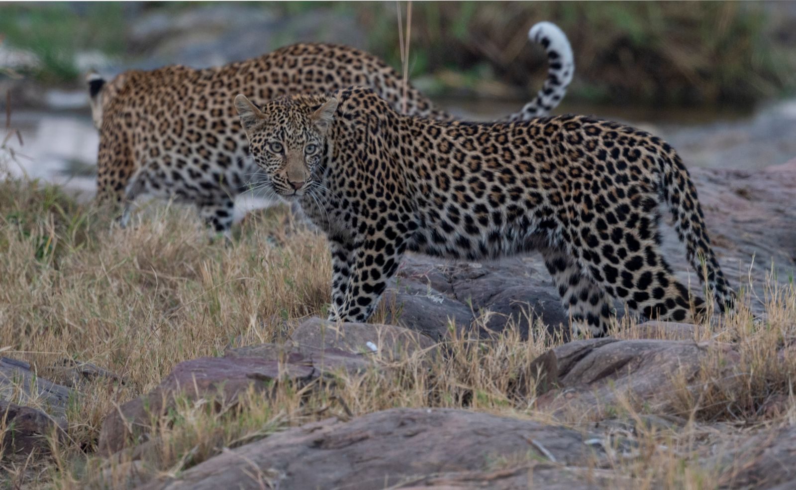 Two leopards roam in the wild savanna, showcasing their majestic presence.