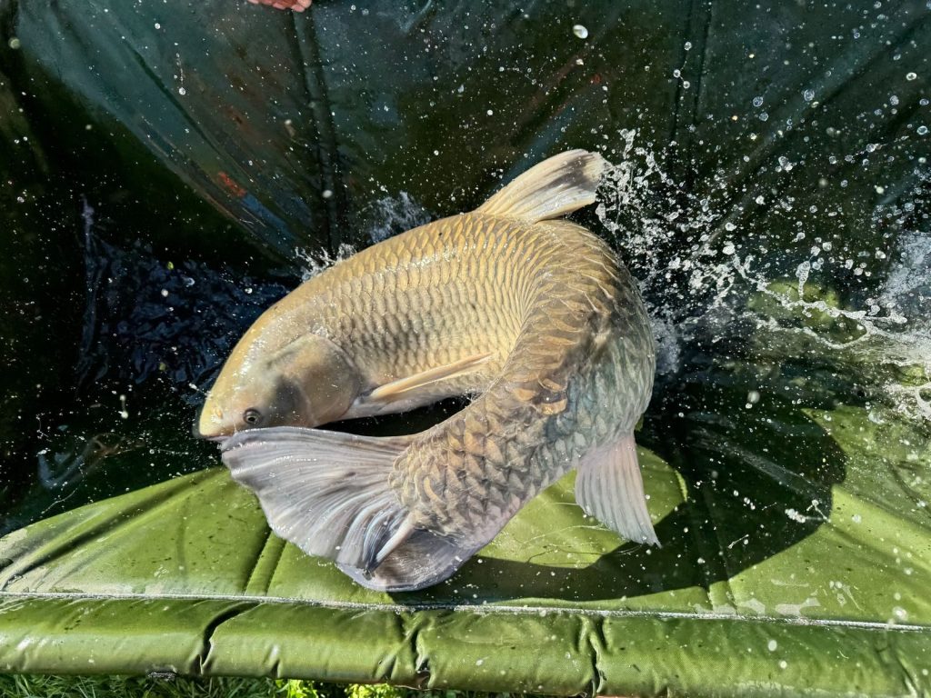 Vibrant freshwater carp splashing, captured mid-motion outdoors on a green mat.
