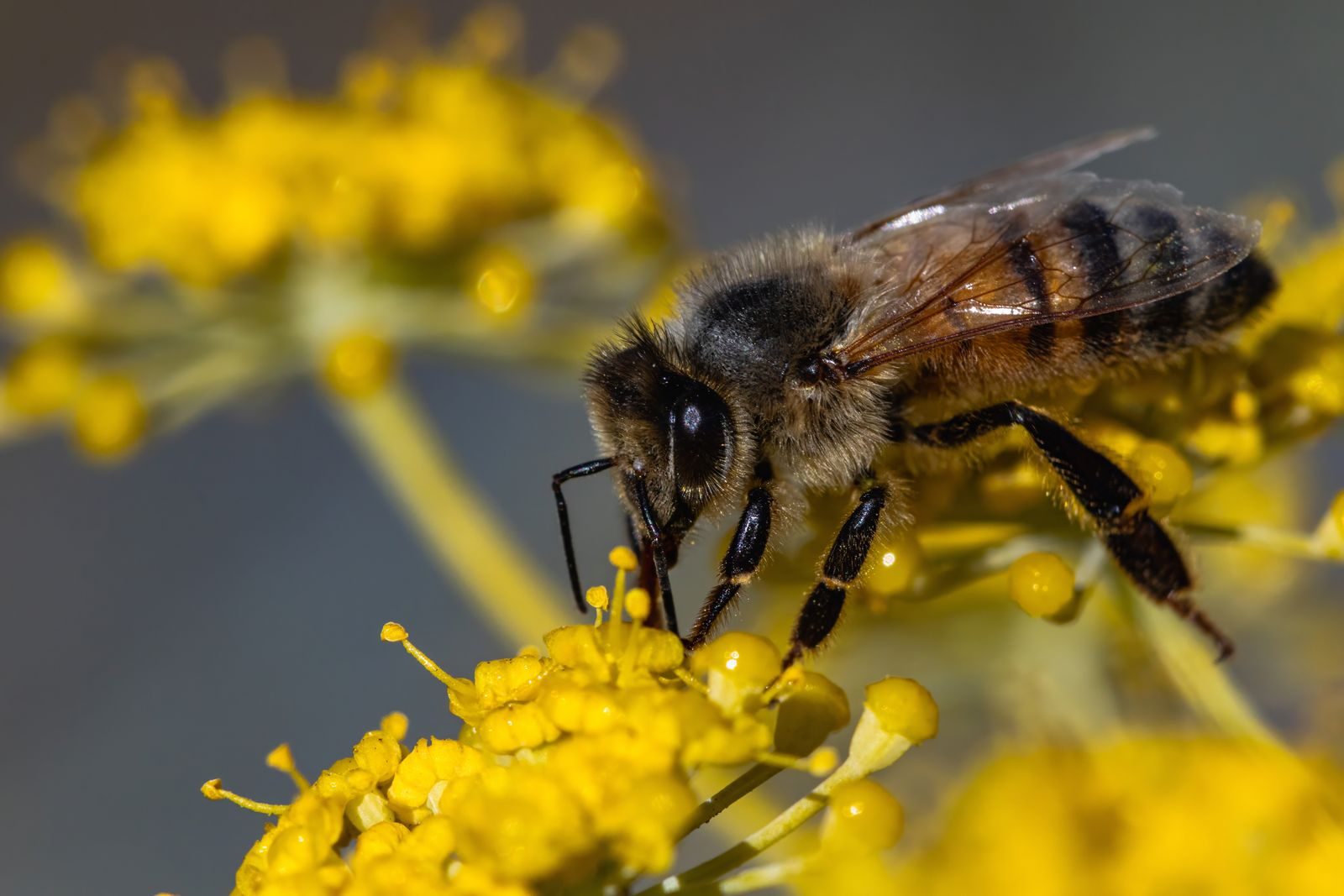 A detailed shot of a honeybee collecting pollen from a vibrant yellow flower.