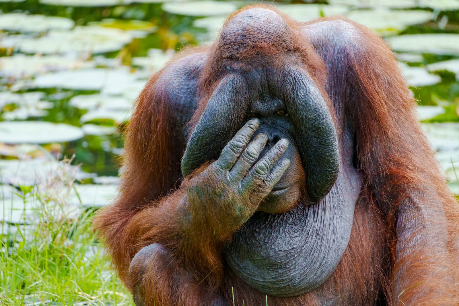 An expressive orangutan resting with its hand on its face, evoking humor.