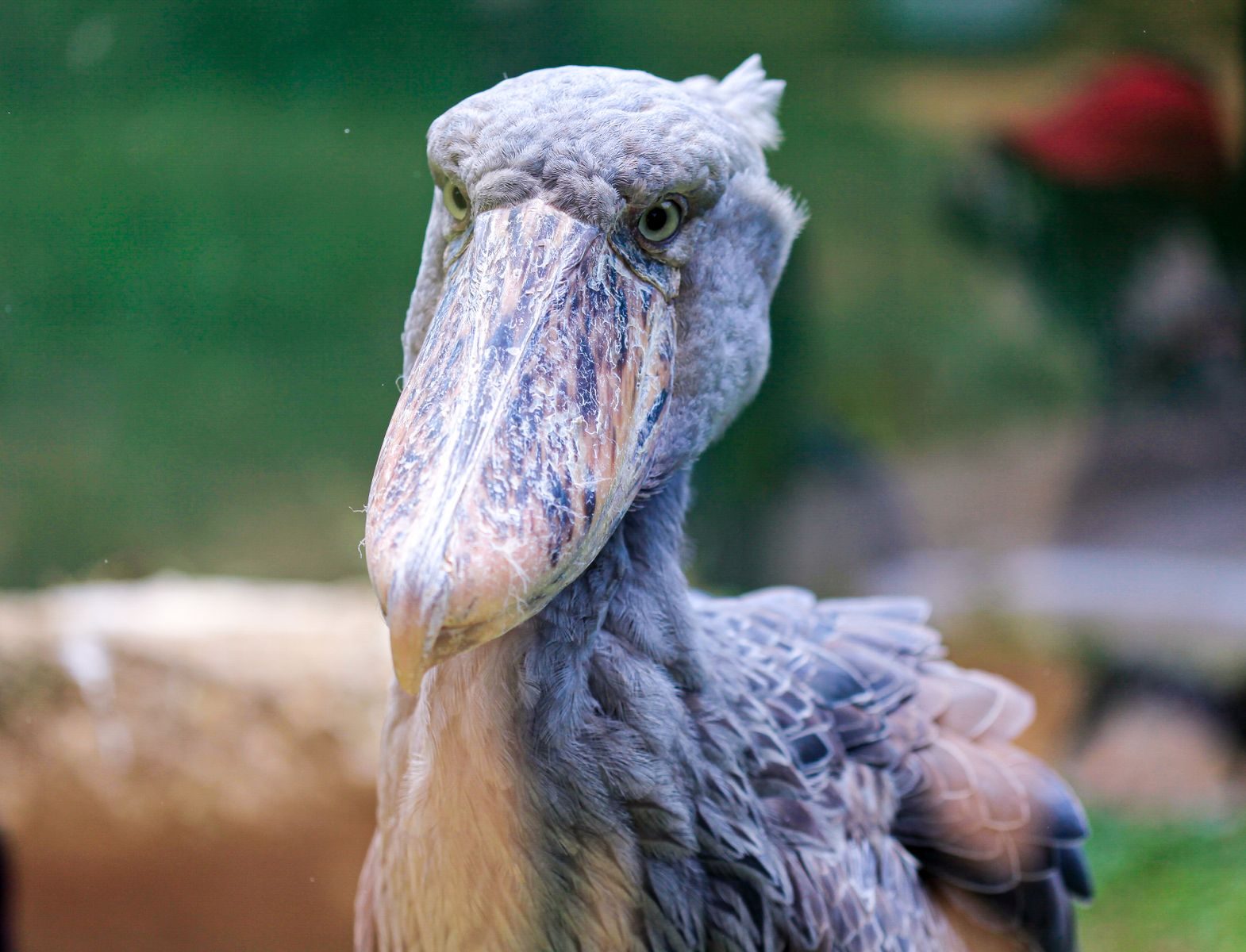 A detailed close-up portrait of a striking shoebill stork, showcasing its impressive beak and distinct features.