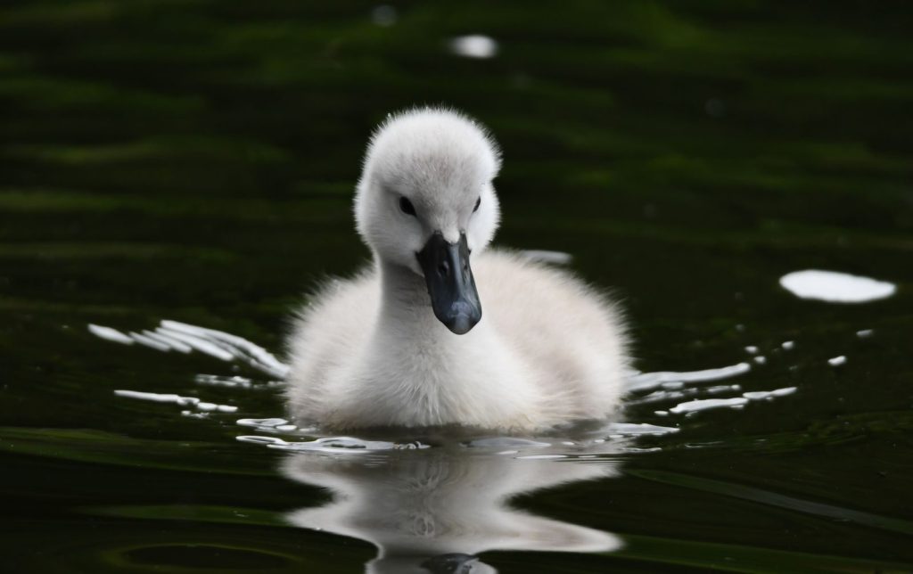 Close-up of a cygnet swimming gracefully on a tranquil lake in Wales, UK.