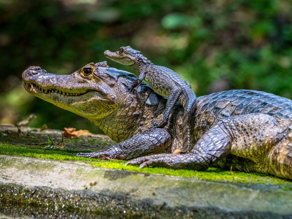A close-up of a mother caiman and her baby resting in natural habitat.