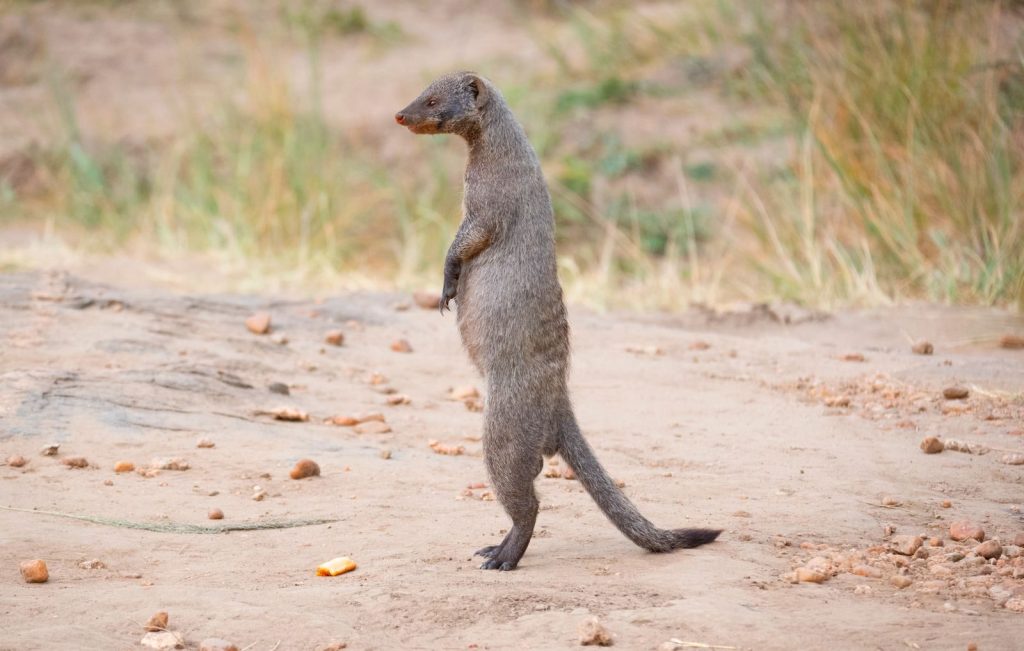 A curious mongoose standing upright on a sandy surface in a park or safari setting.