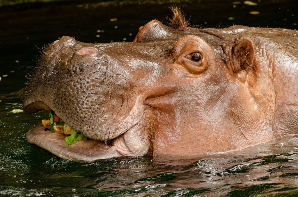 A close-up of a hippopotamus partially submerged in water, showcasing its massive head.