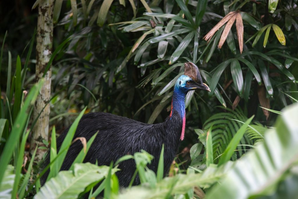 A Southern Cassowary standing amidst dense tropical foliage, showcasing its vivid plumage.