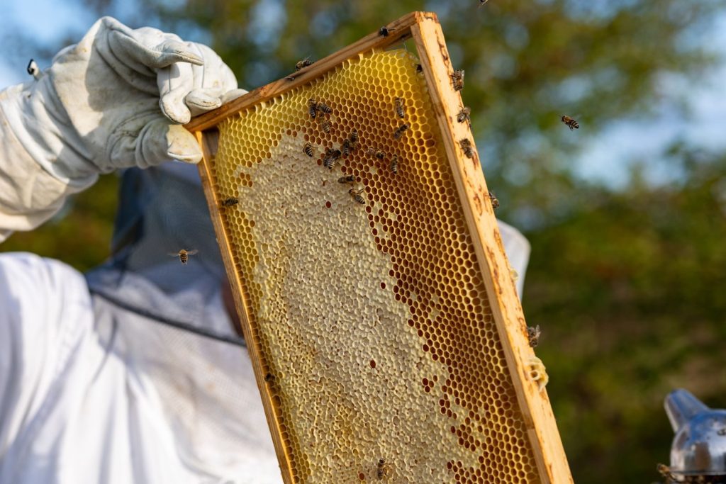 Beekeeper inspecting a honeycomb frame outdoors in bright sunlight, bees are visible.