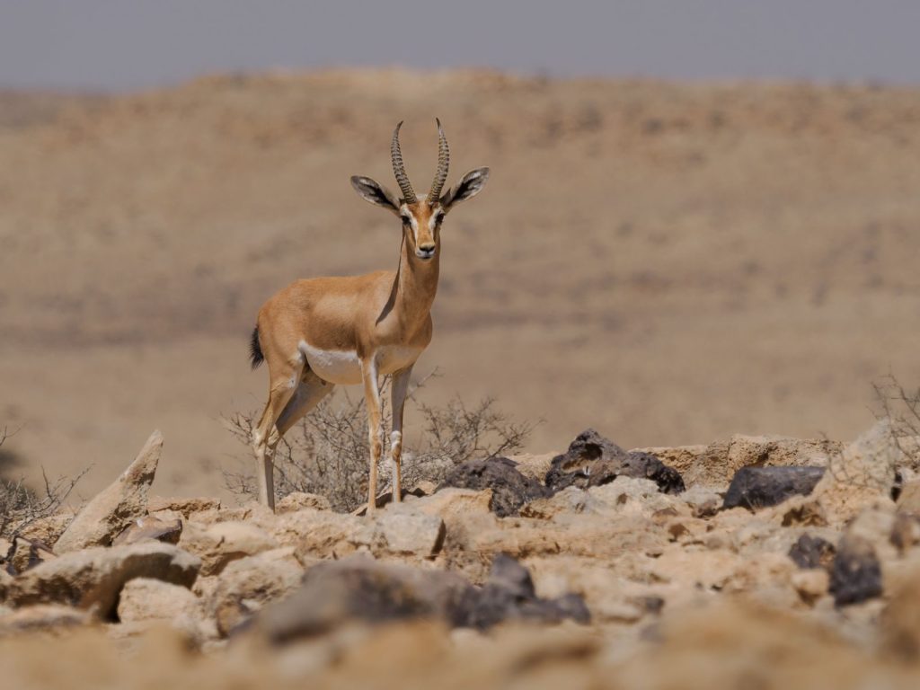 A Dorcas gazelle stands gracefully amidst the rocky terrain of the Negev desert.