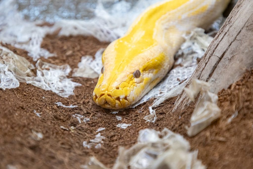 A detailed view of a yellow python shedding its skin on forest floor materials.