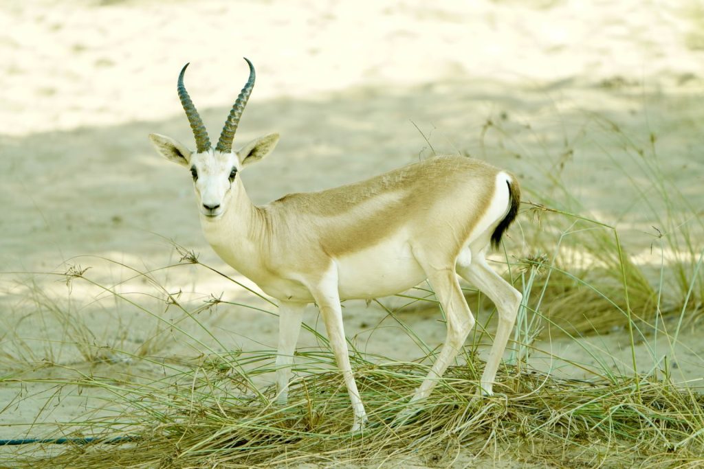 A Sand Gazelle in its natural desert environment, standing among sparse foliage.