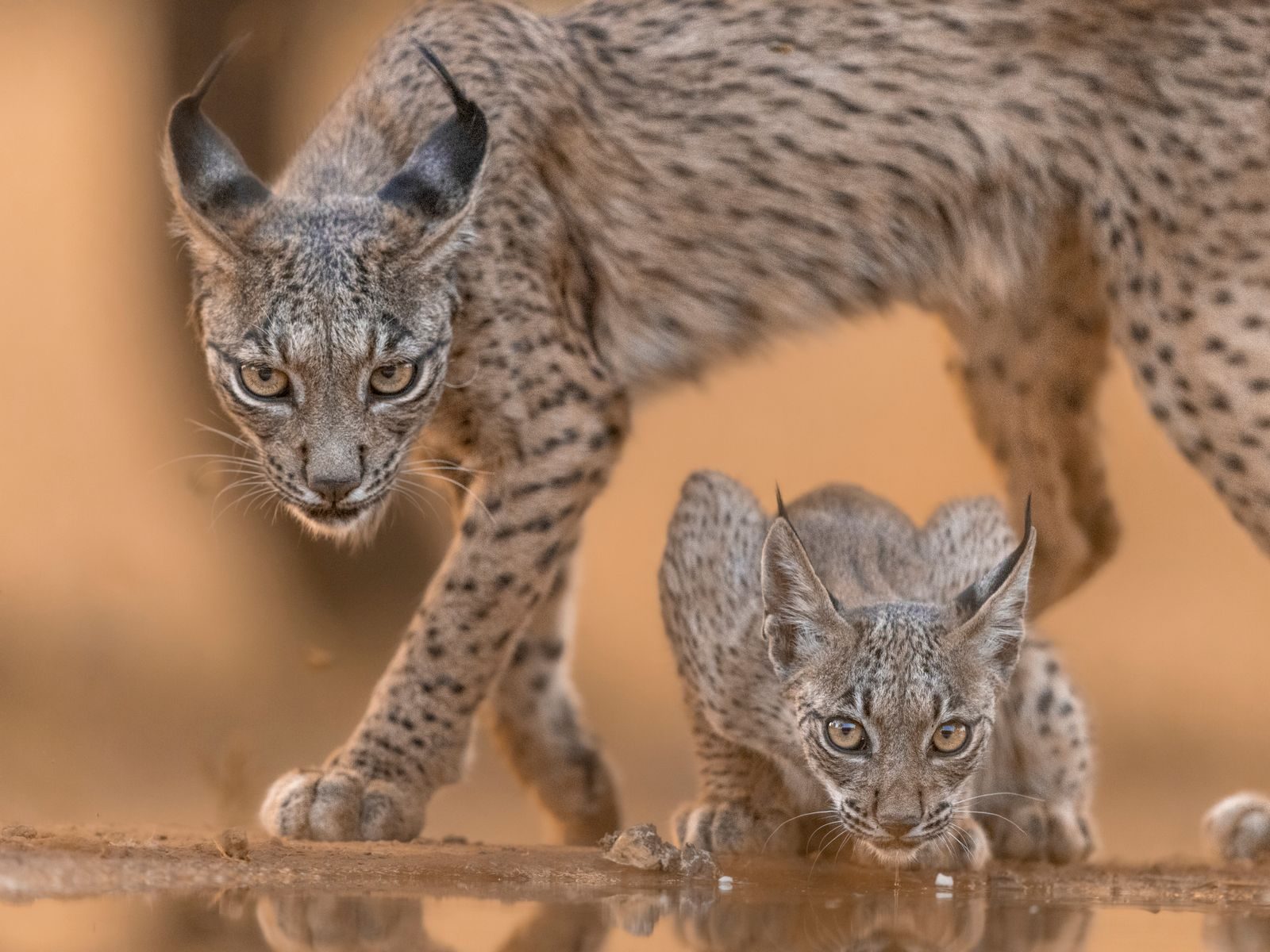 Captivating scene of an Iberian lynx and cub in their natural habitat in Spain.