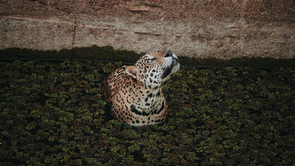 A jaguar swims in Manaus, showcasing the beauty of its natural Amazonian habitat.