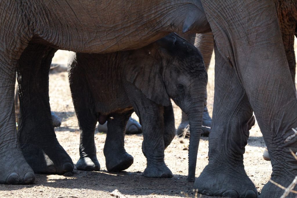 Adorable baby elephant nestled under a protective herd in South Africa's Kruger National Park.