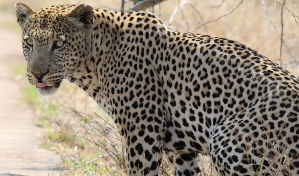 Close-up image of a leopard in Kruger National Park, South Africa, displaying its unique spotted pattern.