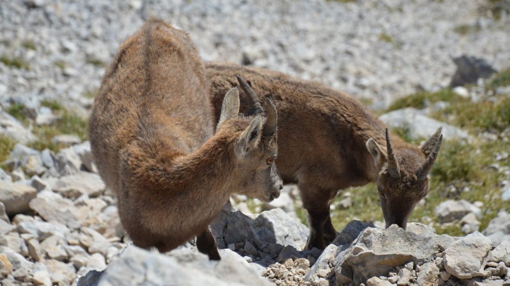 Two alpine ibexes grazing on rocky terrain in Gresse-en-Vercors, France.