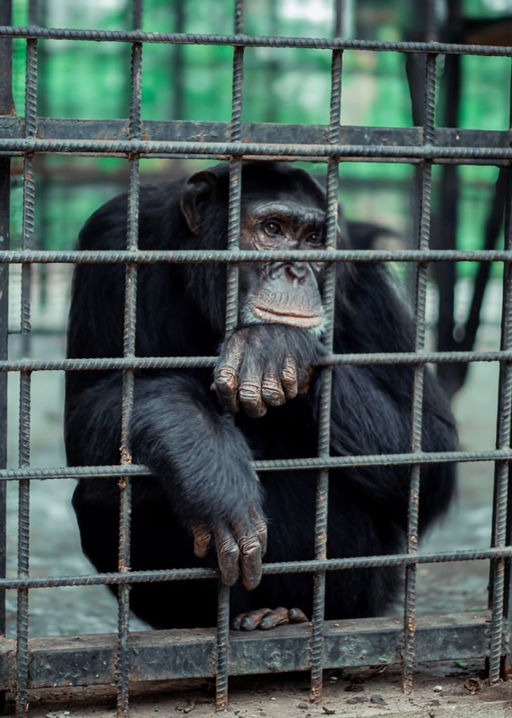 Chimpanzee seated in a cage at a zoo, appears contemplative, emphasizing animal captivity.
