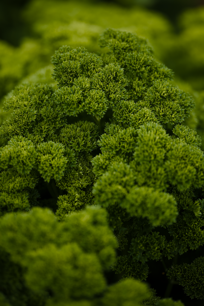 Vibrant close-up of fresh green parsley leaves, ideal for kitchen garden themes.