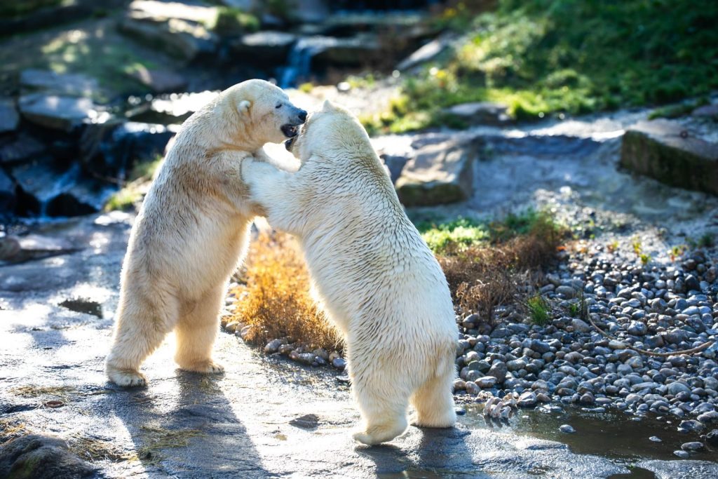 Two polar bears playfully interacting in a rocky outdoor setting.