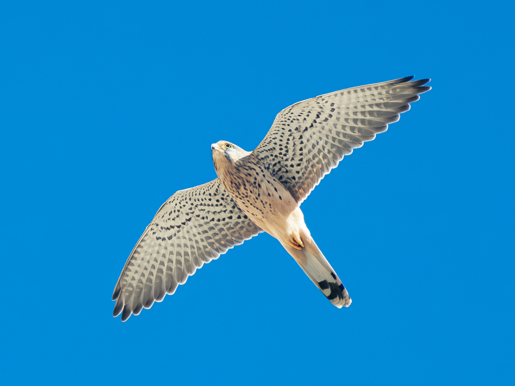 Graceful kestrel hovering in the blue sky, showcasing its plumage.