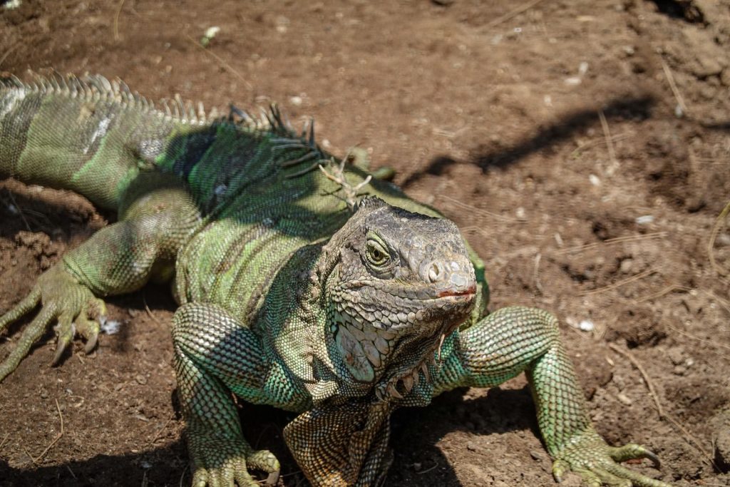 Detailed close-up photo of a green iguana basking on the warm earth, showcasing its scales.