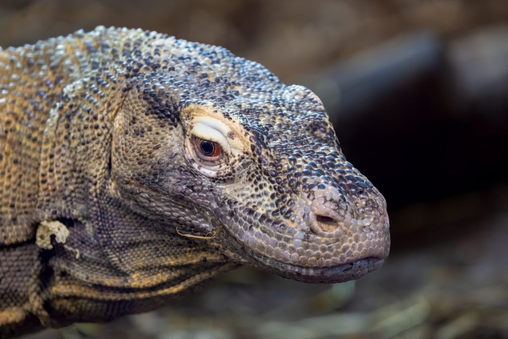 Detailed close-up photograph of a Komodo dragon revealing textured scales and intense gaze.