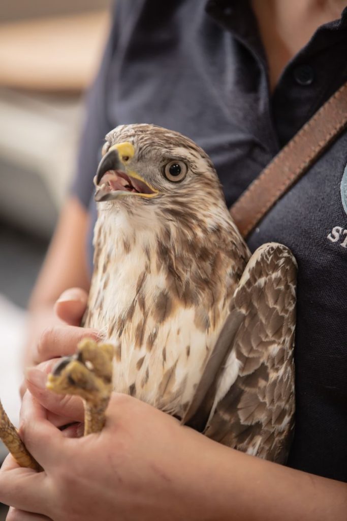 A close-up of a bird of prey being held by a caregiver, showcasing wildlife rescue efforts.