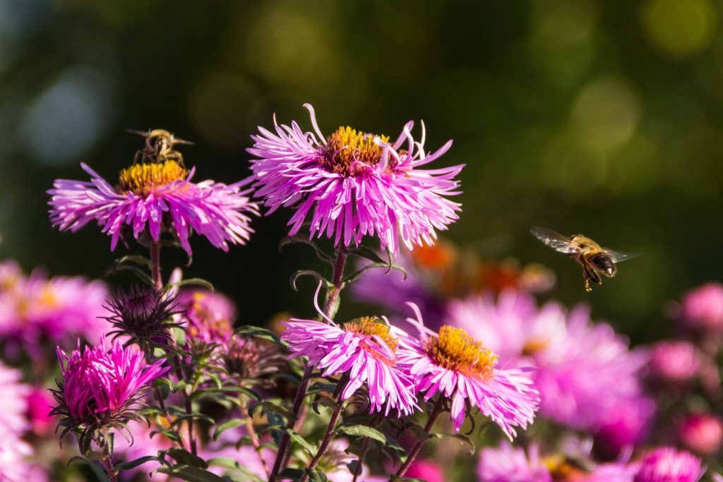 Bright pink aster flowers in bloom with bees hovering around them, showcasing nature's beauty.