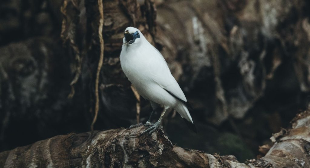 A serene Bali Myna bird resting on a rustic forest branch, showcasing its striking plumage.