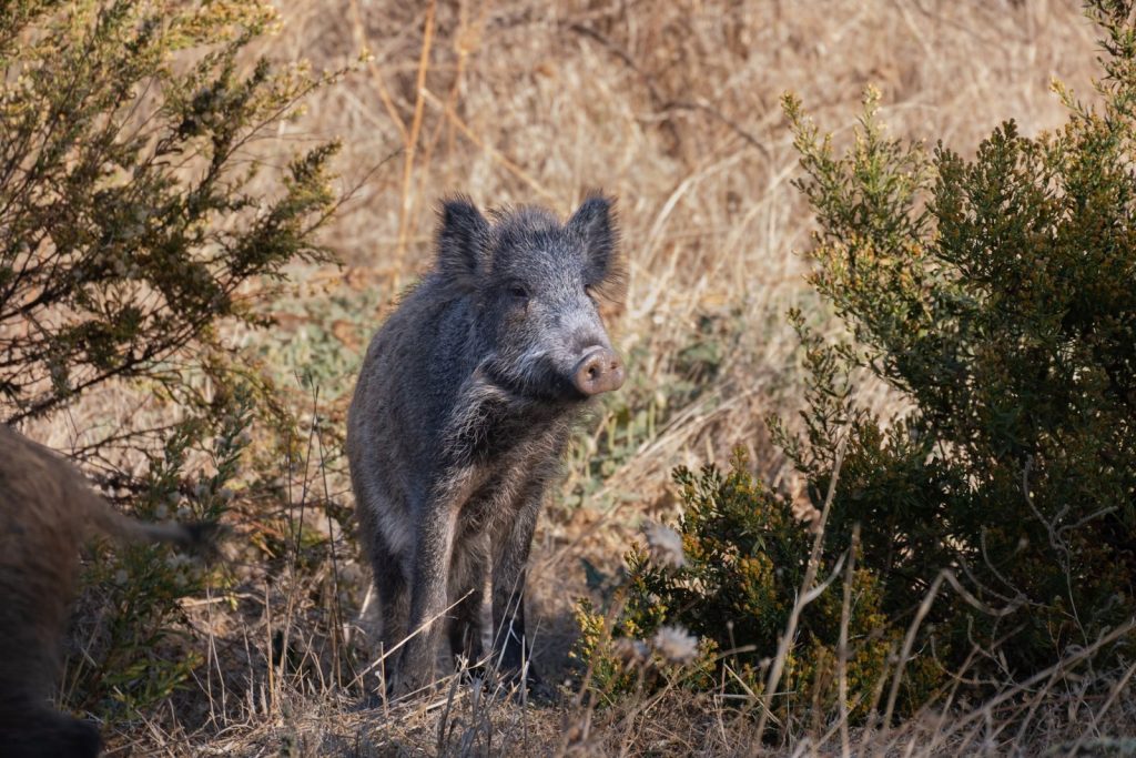 Photograph of a wild boar amid dry vegetation in İzmir, Türkiye.