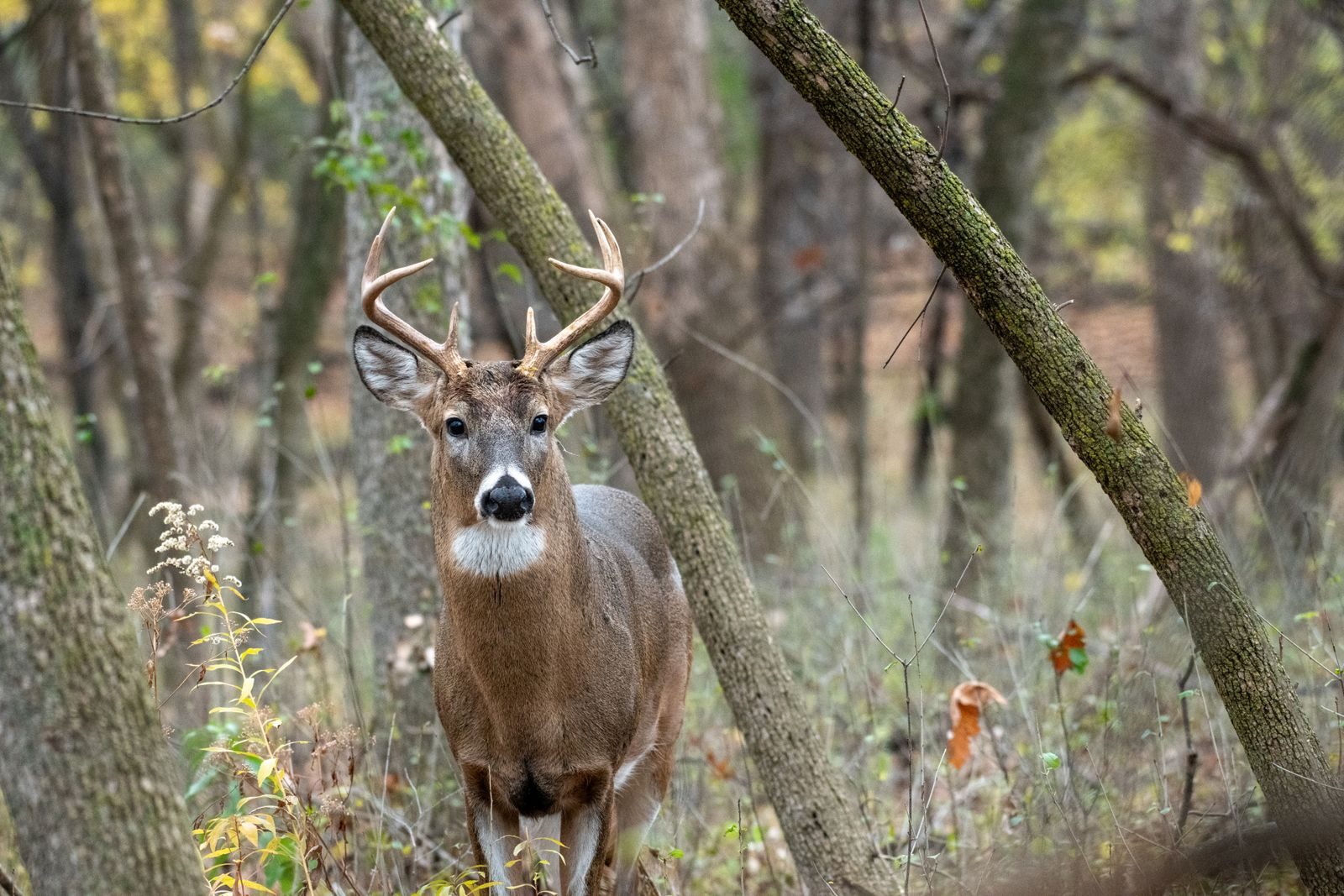 A majestic white-tailed deer stands alert in the autumn forest, showcasing its impressive antlers.