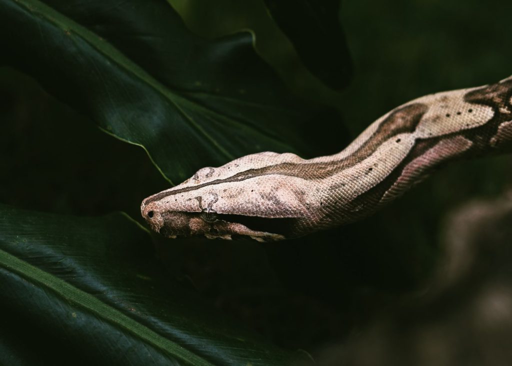 A detailed close-up of a boa constrictor amidst vibrant green jungle leaves.