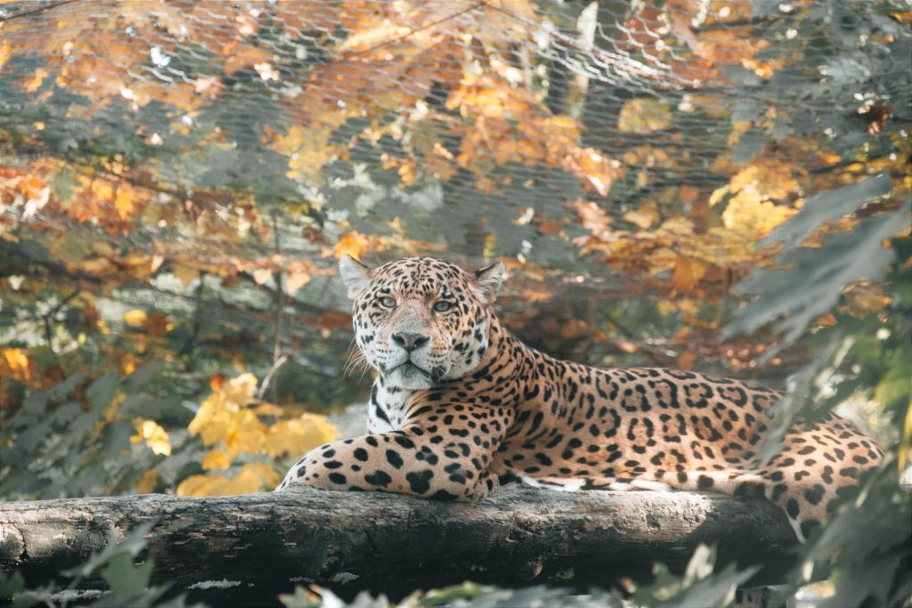 Majestic jaguar lying on a log surrounded by fall foliage.