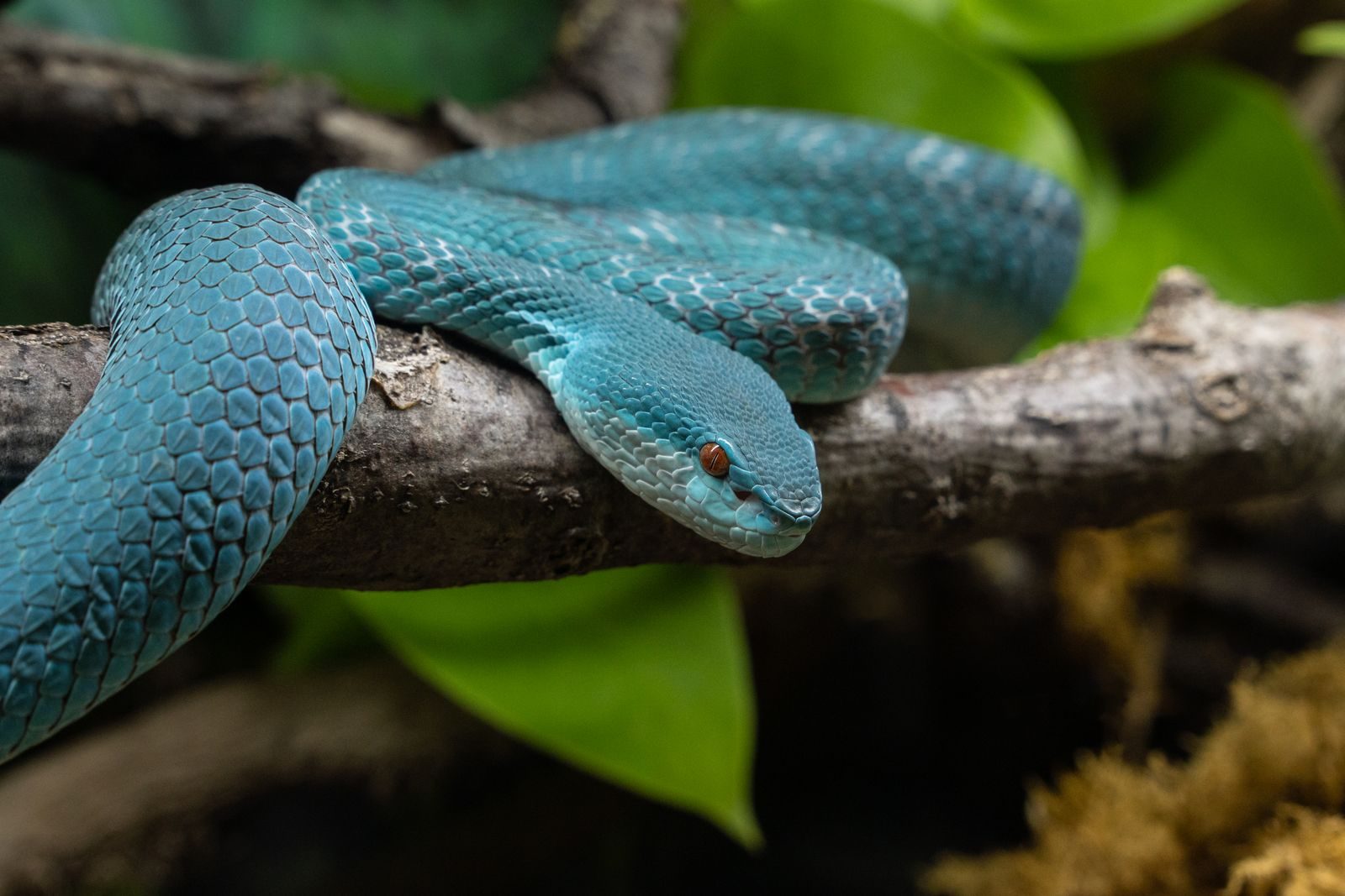 A vivid blue viper rests on a branch, showcasing its striking scales and bright eye.