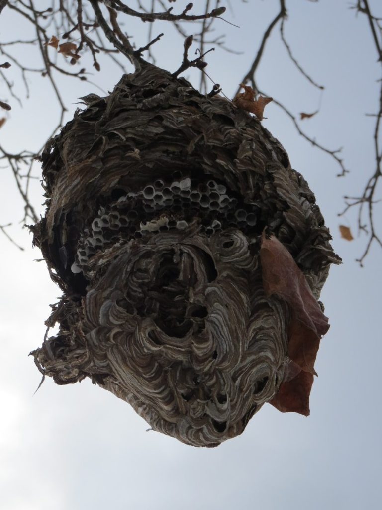 A bird nest hanging from a tree branch