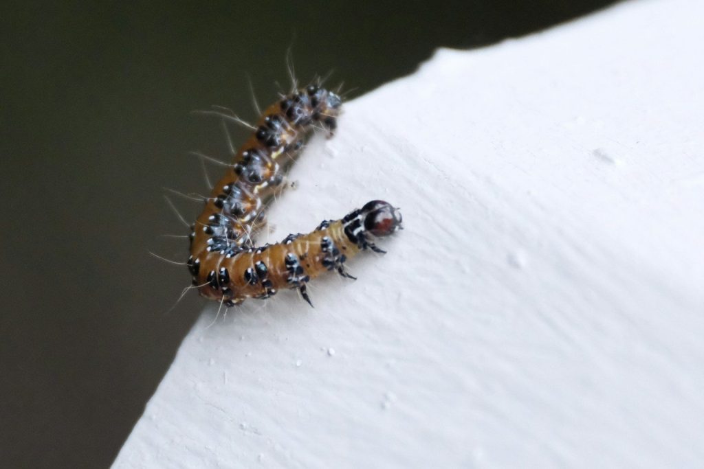 A fuzzy caterpillar crawls on a white surface.