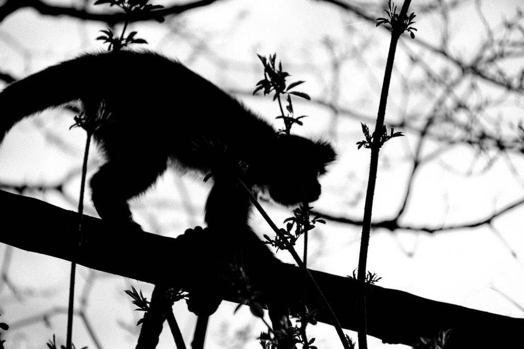 Silhouette of a monkey climbing on a tree branch