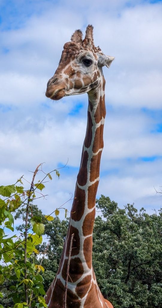 A tall giraffe stands elegantly against a backdrop of lush greenery and a cloudy sky.