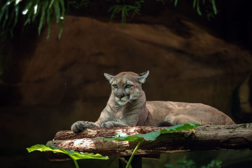 A majestic mountain lion (Puma concolor) resting on a log surrounded by greenery.
