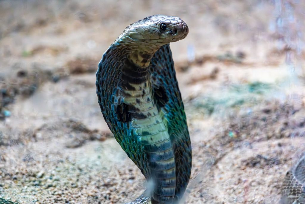 Dramatic shot of a monocled cobra poised in its natural habitat displaying its hood.