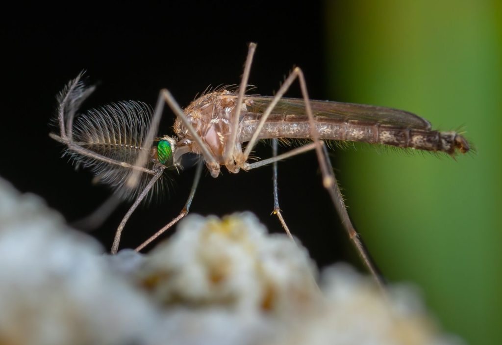 Detailed macro image of a mosquito showing fine details and vibrant colors.