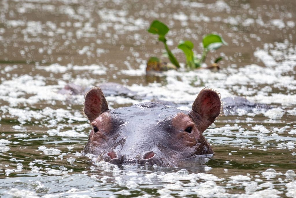 A close-up shot of a hippopotamus partly submerged in a river in Mbarara, Uganda.